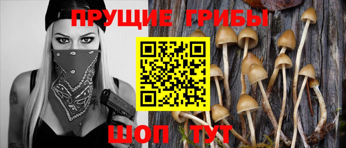 Псилоцибиновые грибы Psilocybine cubensis  Вход с VPN  Сорочинск 